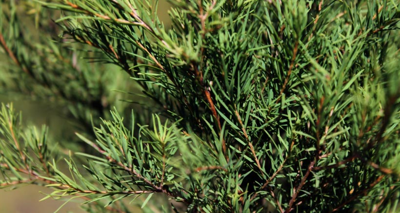 tea-tree-oil-thursday-plantation-new-zealand